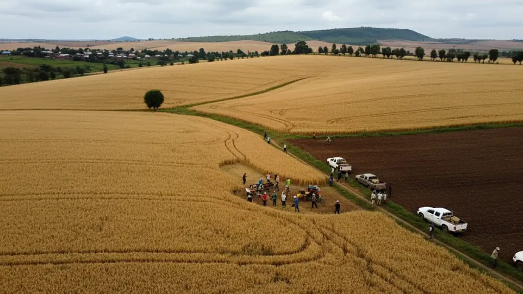 Aerial drone view of vast wheat fields ready for harvest under a cloudy sky