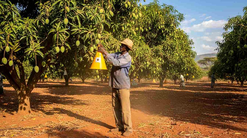 Mango Farming in Kenya