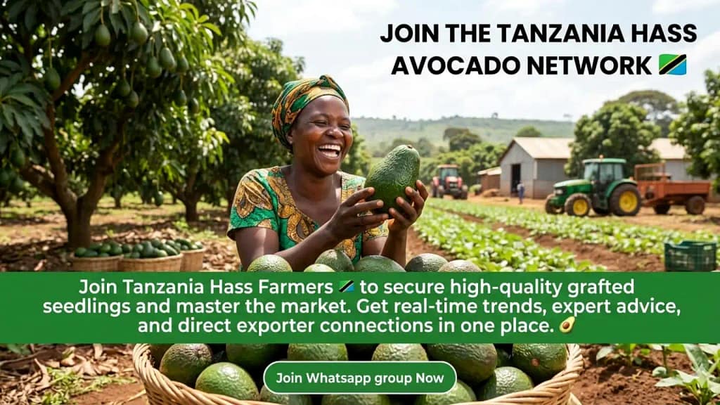 where to buy hass seedlings in tanzania