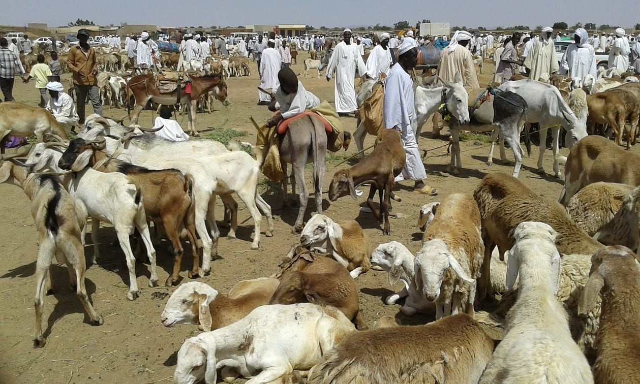 The 500 KES Trap: Why Bargain Goats Die in Green Pastures