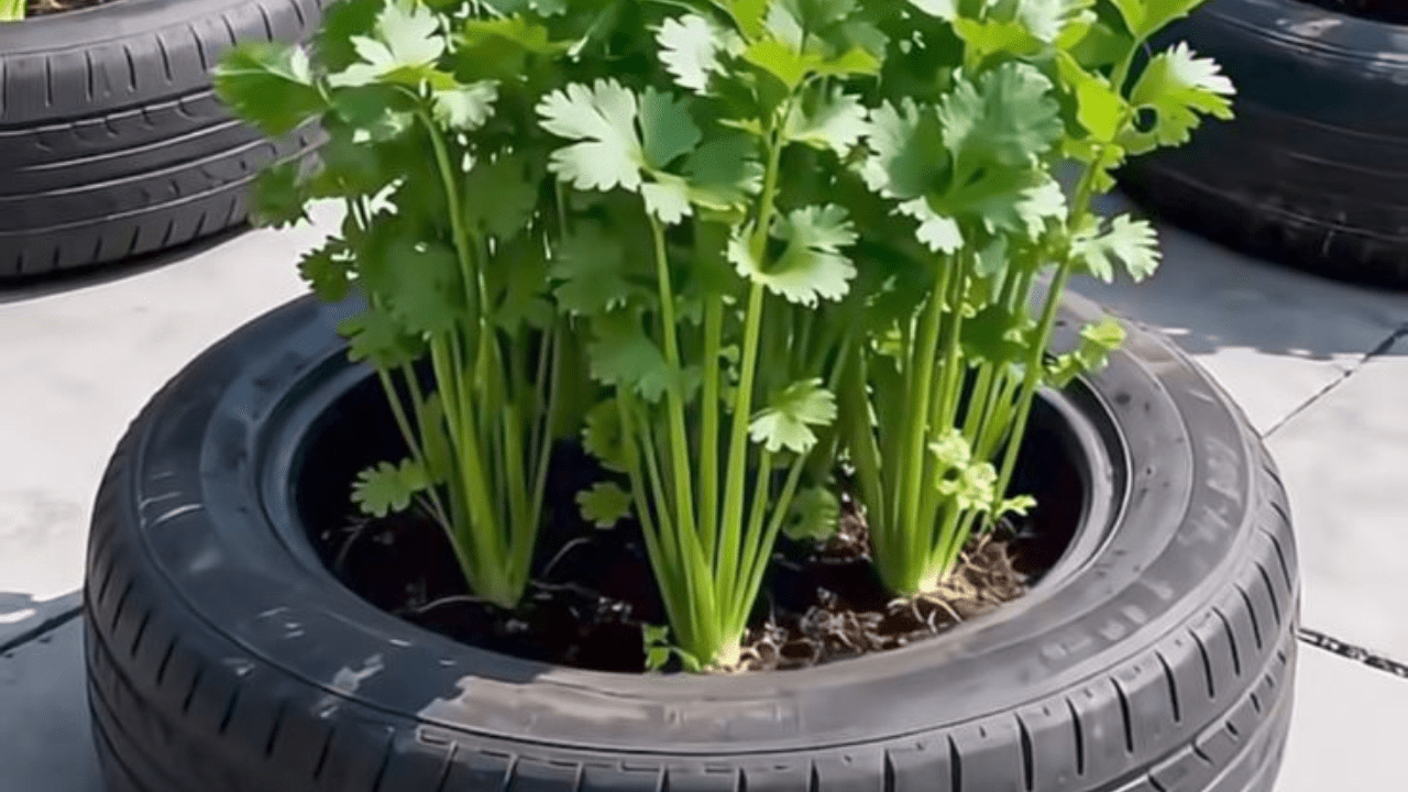 Dhania Seeds (Coriander)