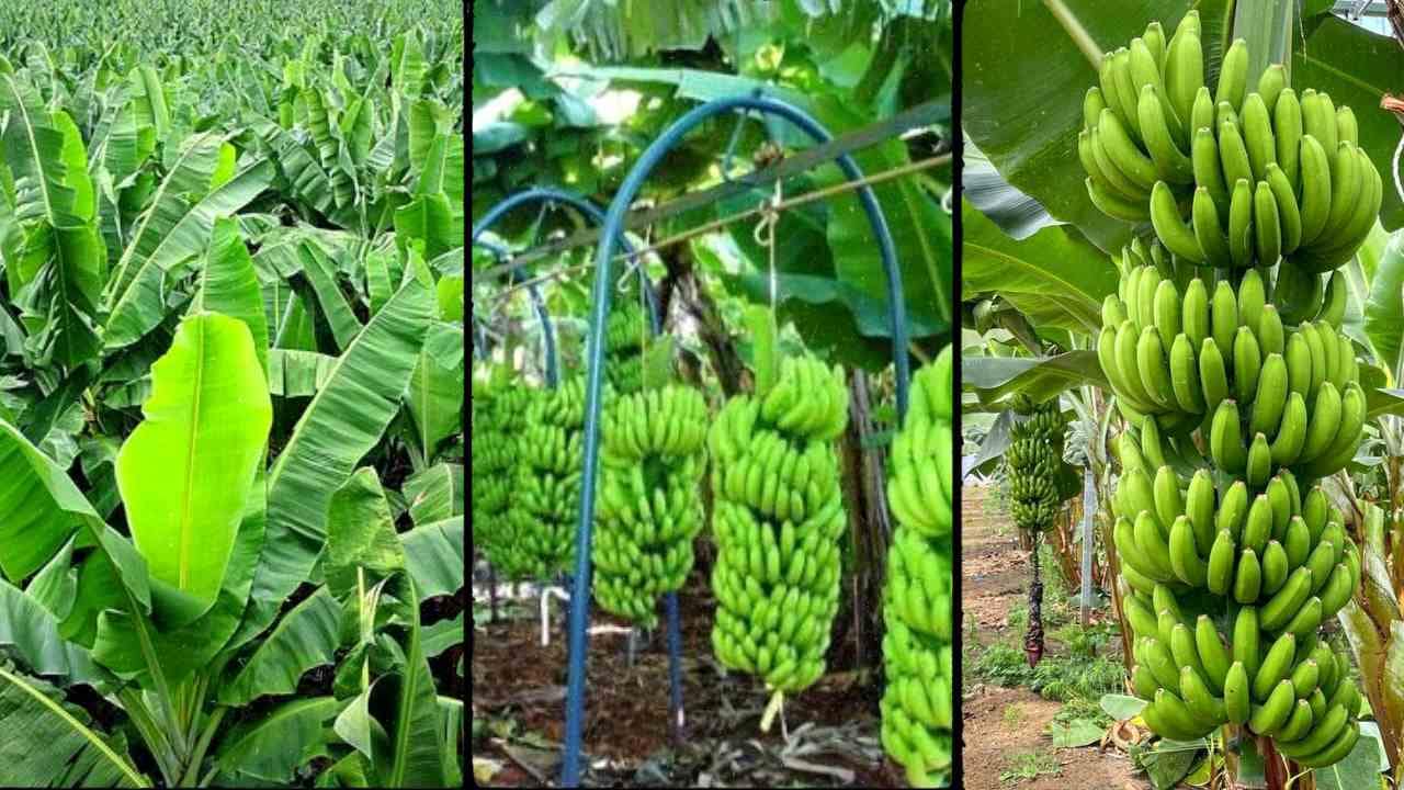 Banana Farming in Kenya: Best Varieties, Planting Guide and Profit Potential for Small Farmers