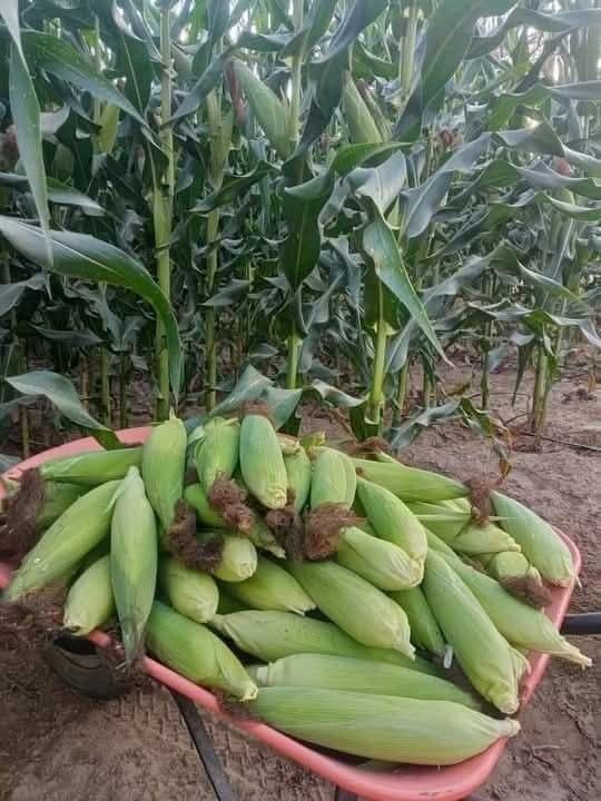 Maize Farming in Kenya