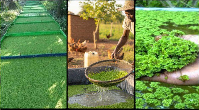 Azolla Farming in Kenya: The Ultimate Step-by-Step Guide to High Yields in 2026