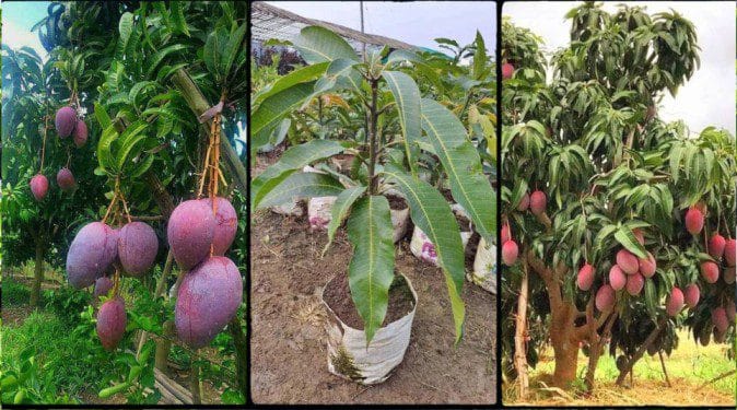Mango Farming in Kenya: Spacing, Seedlings, Yields and Profit per Acre in 2026