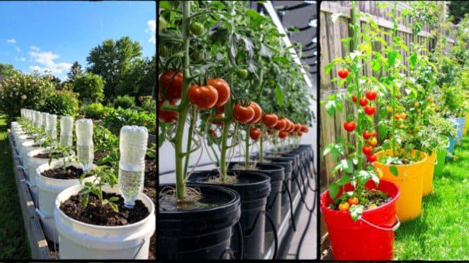 How to Grow Tomatoes in Buckets 2026: Best High Yield Varieties and Container Farming Tips for Kenyan Farmers