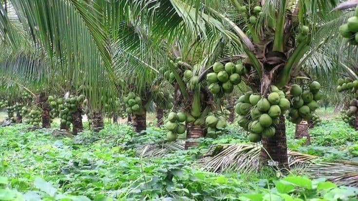 Coconut Farming in Kenya: