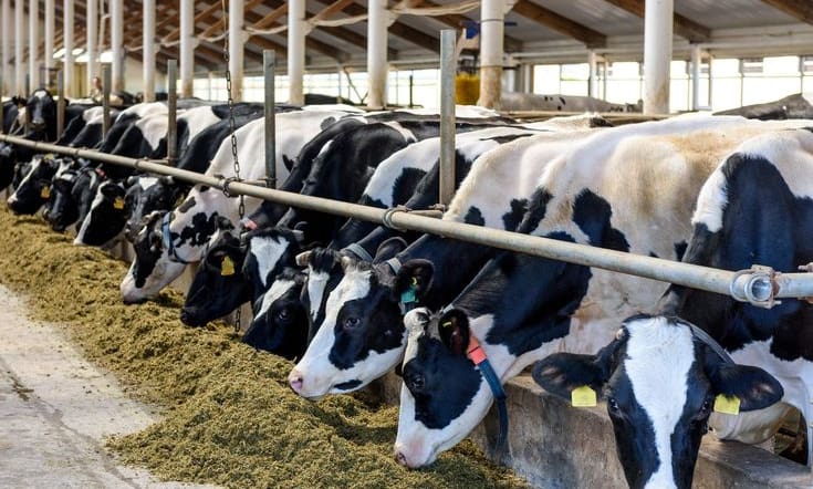 Dairy Farming in Kenya: Complete Beginner’s Guide, Costs, Profits and Best Breeds