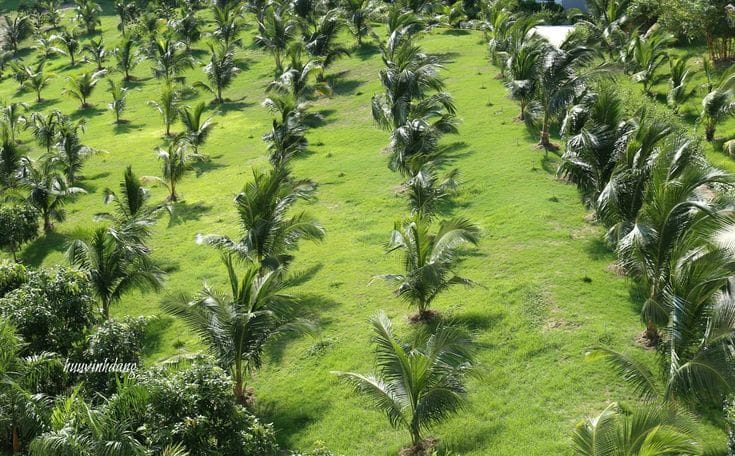 Coconut Farming in Kenya