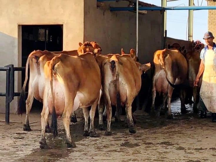 Jersey: The "Profit Per Kilo" Champion