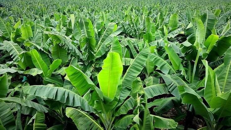 What Are the Best Banana Varieties for Kenya in 2026?