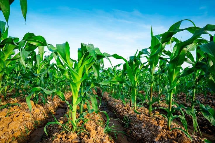 Disk and InodesRecalculate usage
Disk Usage
35.35 GB
Used200 GB
AvailableFiles And Directories (inodes) Limit
291 597
Used600 000
AvailableOther resources
Live
6 hours
24 hours
7 days
30 days
CPU
3 %
Average100 %
AvailableMemory
41 MB
Average1 536 MB
AvailableThroughput (I/O)
77 KB/s
Average20 480 KB/s
AvailablePHP Workers
2 Num
Average60 Num
AvailableMaize Farming in Kenya: The 2026 High Yield Production and Profit Guide