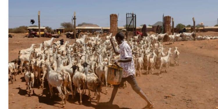 The 500 KES Trap: Why Bargain Goats Die in Green Pastures and How to Save Them