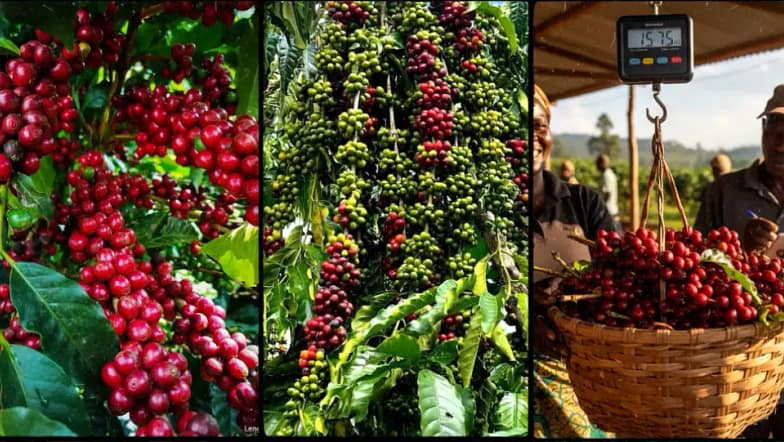 Coffee Farming in Kenya 2026:Cost, Yields, Profit per Acre, & Complete Beginner Profit Guide