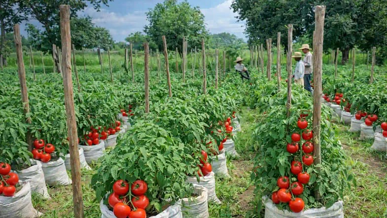 How to Grow Tomatoes in Sacks