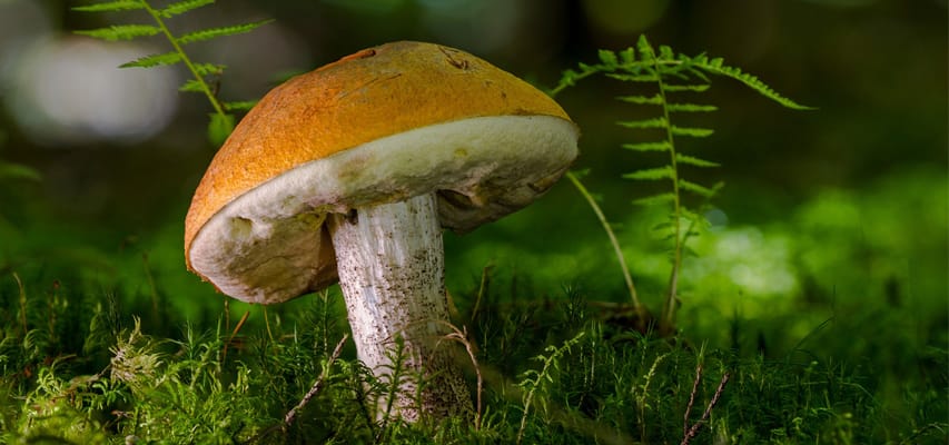 Warm Weather Button (Agaricus bitorquis