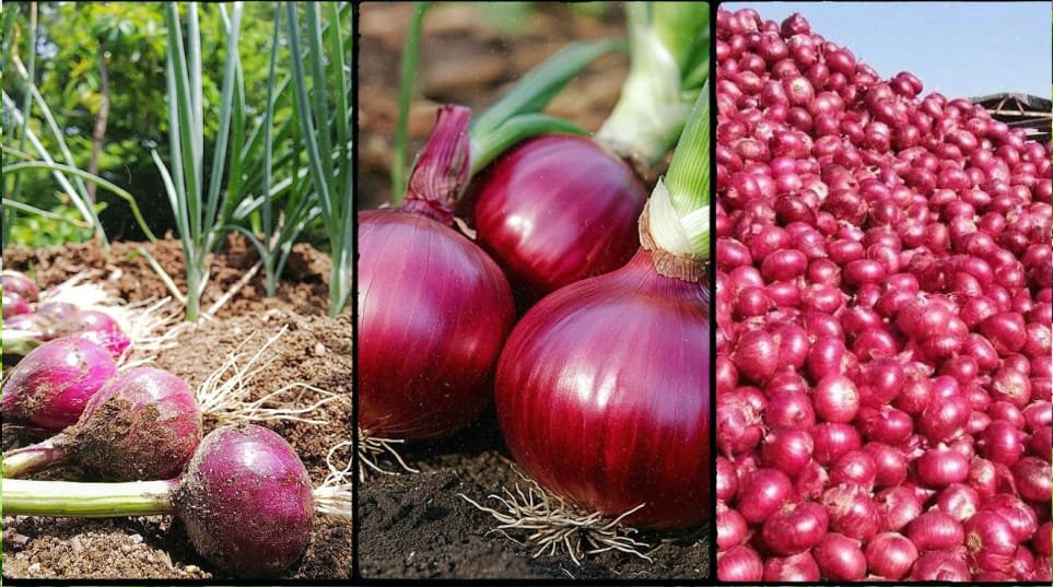 How to Start Bulb Onion Farming in Kenya: Complete 2026 Guide, Costs & Profit Per Acre