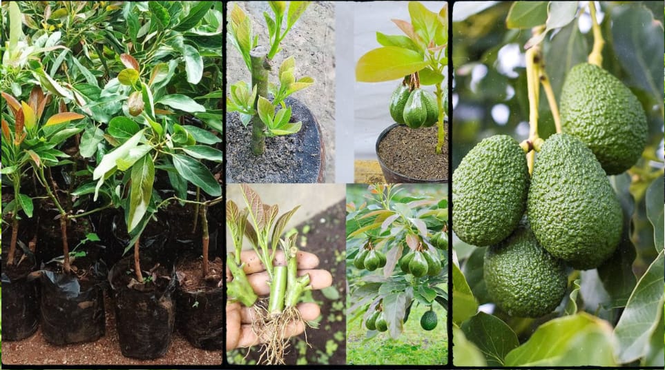 Hass Avocado in Kenya: Price, Seedlings, Varieties & Where to Buy
