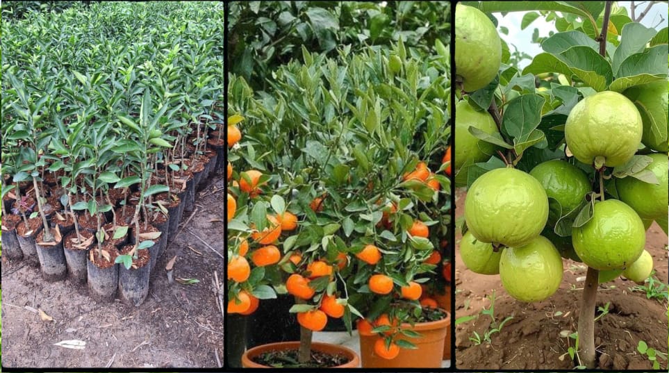 Pixie Orange Seedlings